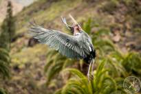 The Marabou