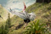 The Marabou