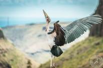 The Marabou
