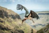 The Marabou