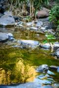 The masca trail