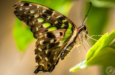 The tailed Jay