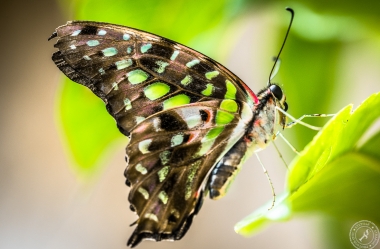 The tailed Jay