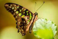 The tailed Jay