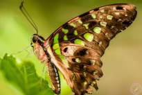 The tailed Jay