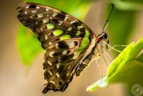 The tailed Jay