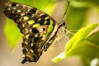 The tailed Jay