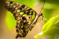 The tailed Jay
