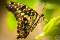 The tailed Jay