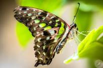 The tailed Jay