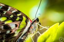 The tailed Jay