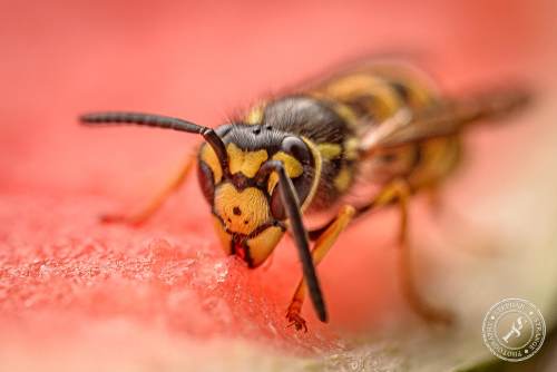 Deutsche Wespe (Vespula germanica)