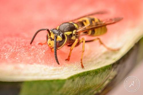 Deutsche Wespe (Vespula germanica)