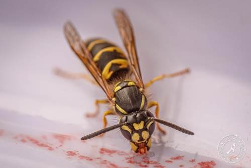 Deutsche Wespe (Vespula germanica)