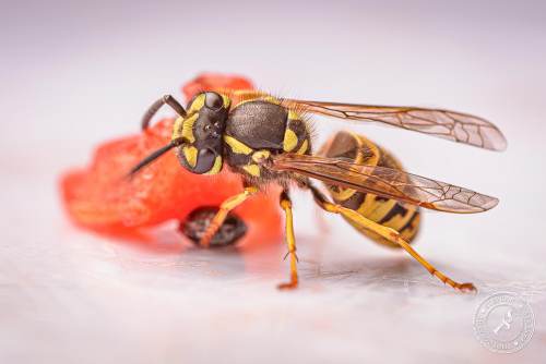 Deutsche Wespe (Vespula germanica)