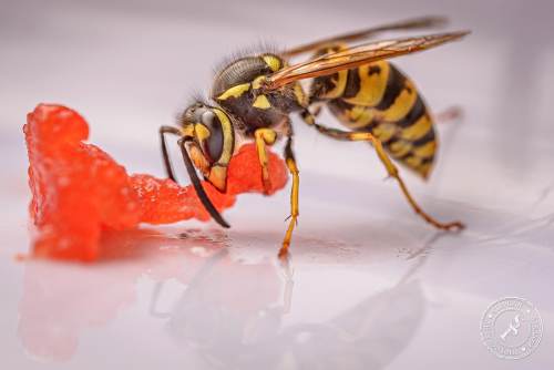 Deutsche Wespe (Vespula germanica)