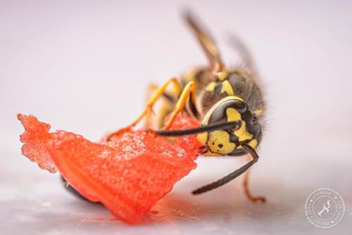 Deutsche Wespe (Vespula germanica)