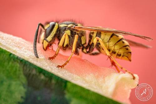 Deutsche Wespe (Vespula germanica)