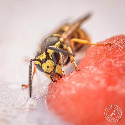 Deutsche Wespe (Vespula germanica)