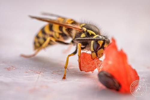 Deutsche Wespe (Vespula germanica)