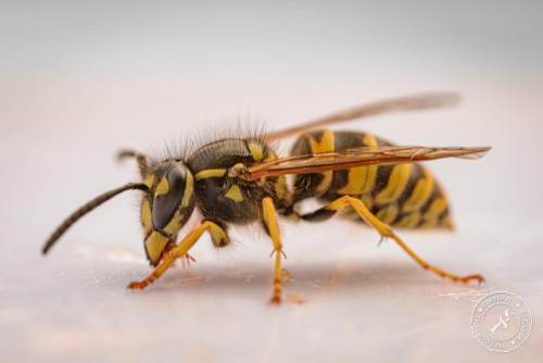 Deutsche Wespe (Vespula germanica)