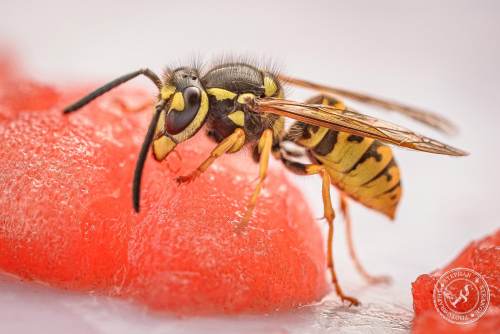 Deutsche Wespe (Vespula germanica)