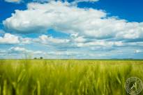 Wetterauer_Springscapes-1