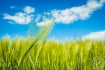Wetterauer_Springscapes-10