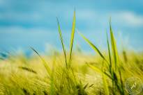 Wetterauer_Springscapes-11