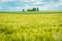 Wetterauer_Springscapes-12