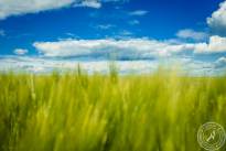 Wetterauer_Springscapes-2