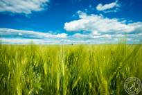 Wetterauer_Springscapes-4