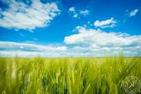 Wetterauer_Springscapes-5