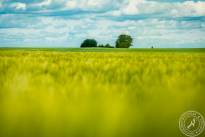 Wetterauer_Springscapes-6