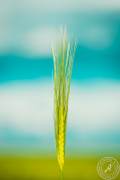 Wetterauer_Springscapes-7