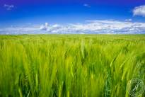 Wetterauer_Springscapes-9