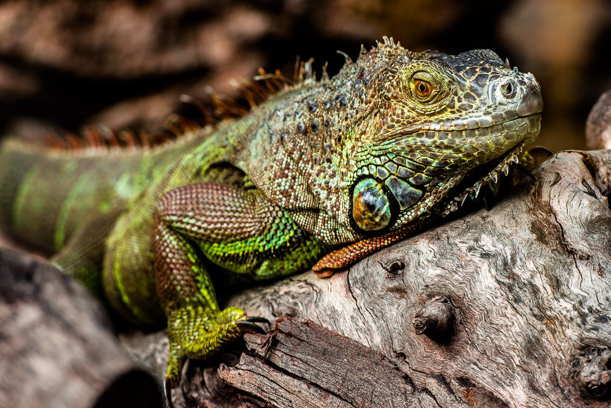 The green iguana - Iguana iguana