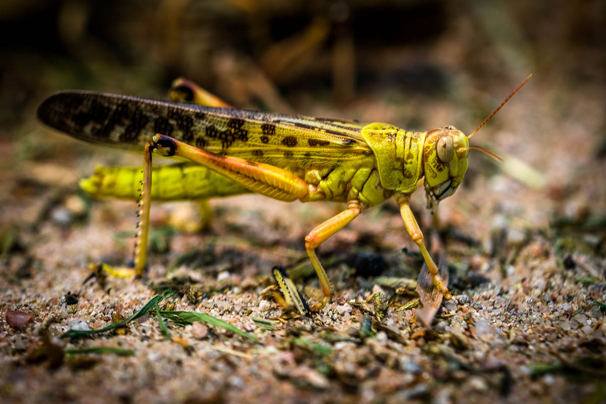 Egyptian Locust