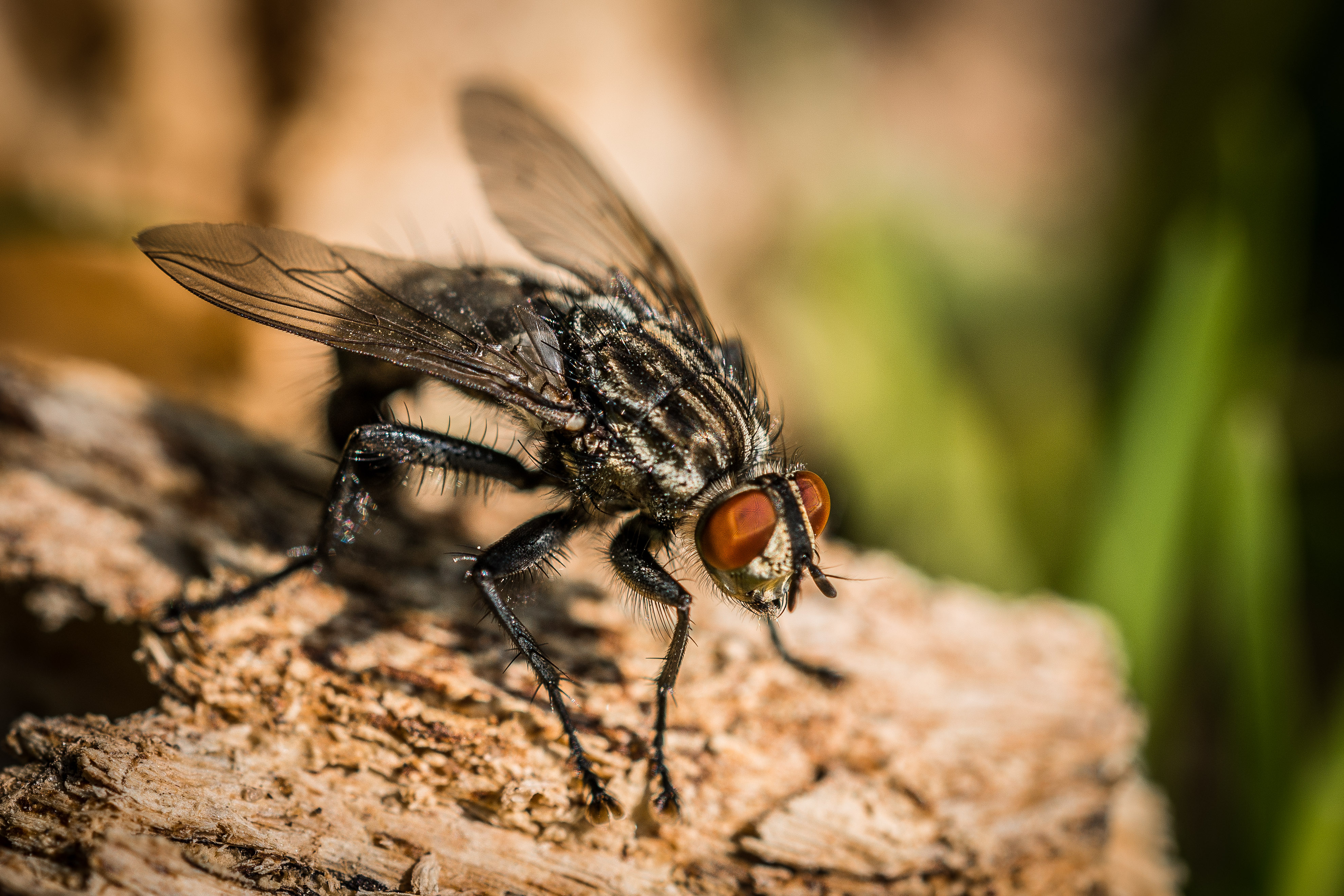 Fly