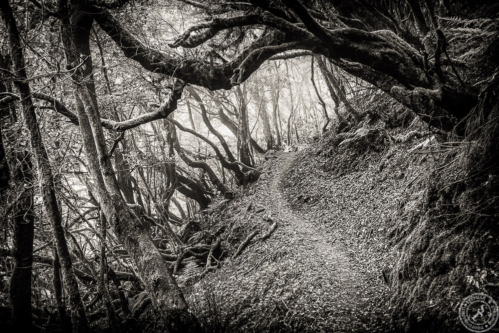 The fairytale forest of La Gomera