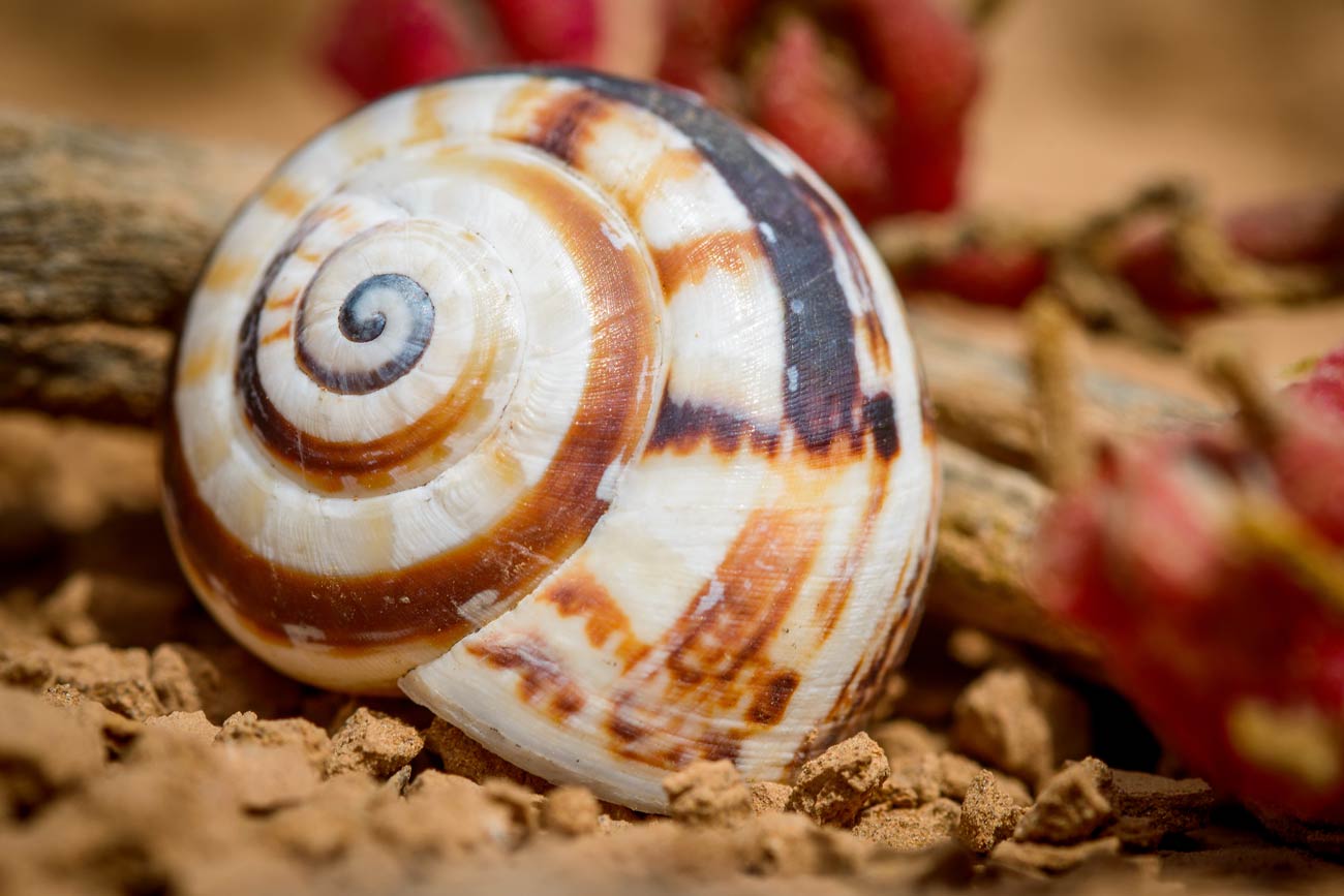 Colorfull snail shell on the crater bottom of Lanzarotes Vulcano Montana Roja