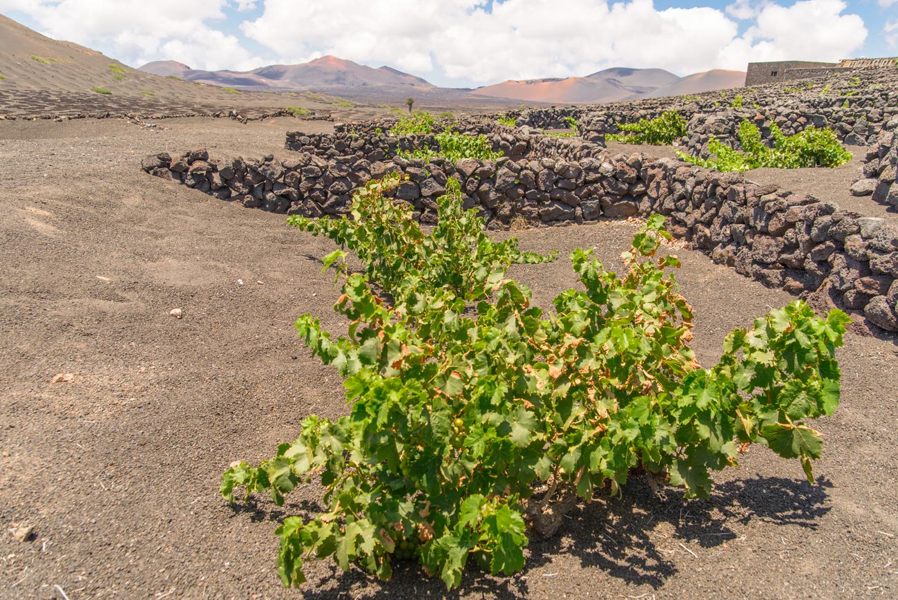 desert vineyard