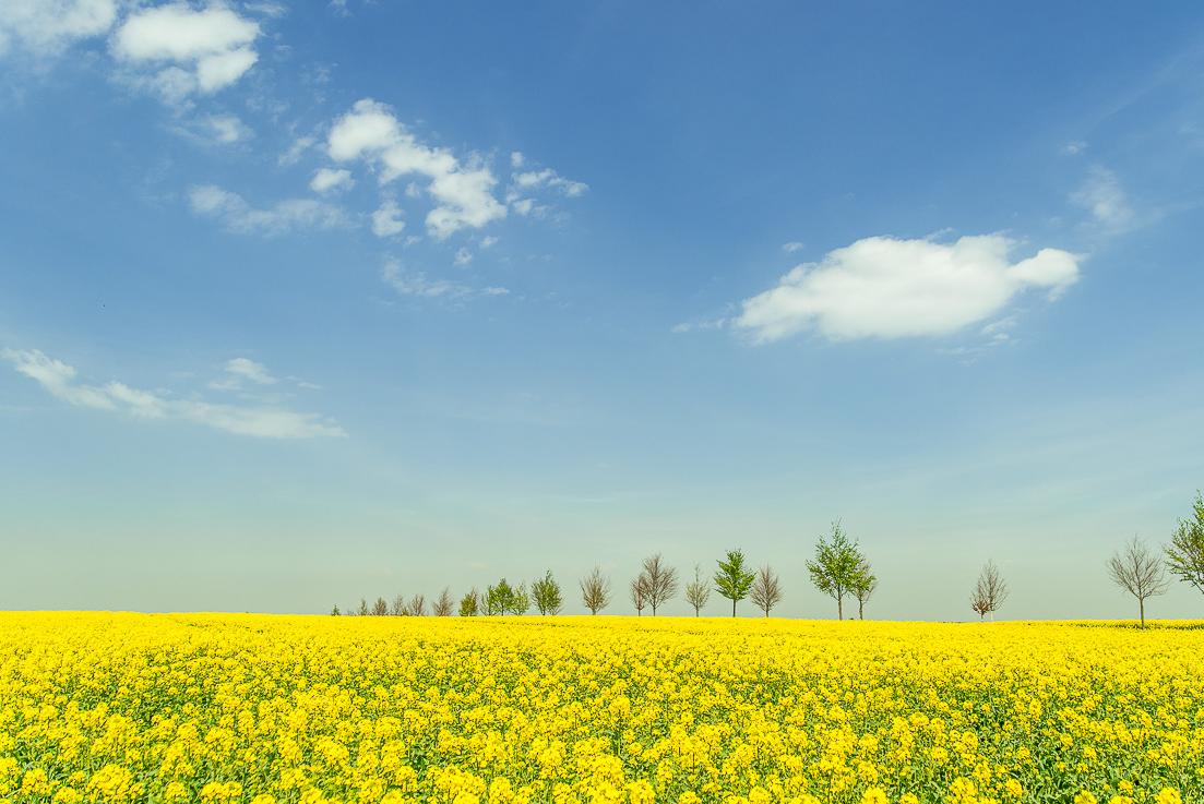 Die Rapsblühte 2016 // The rape blossom season in 2016