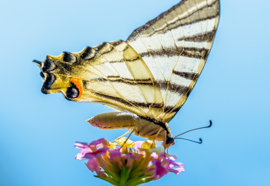Ein Segelfalter // A scarce swallowtail