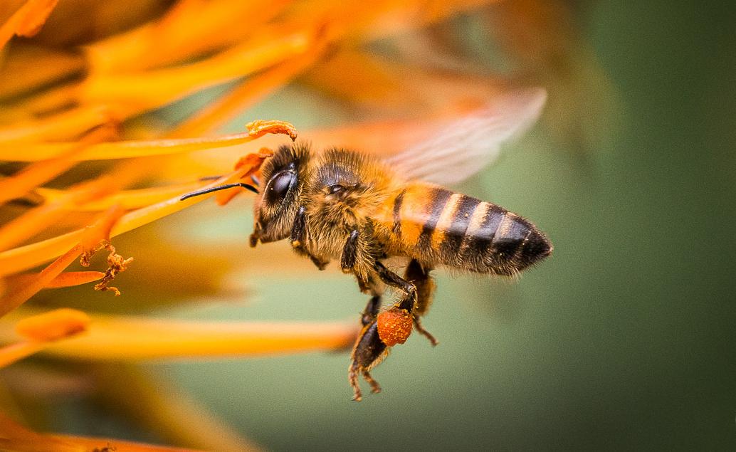 Eine Seidenbiene bei der Arbeit - Ivy Bee
