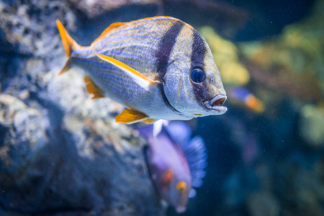 Aquarium