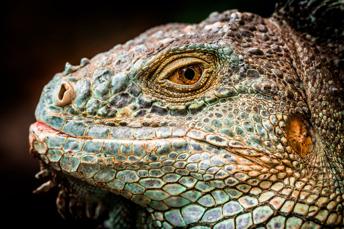 Iguana Iguana Rhinolopha