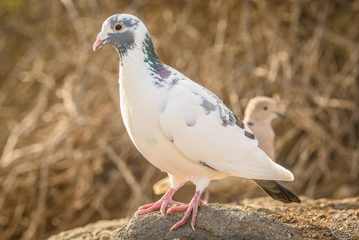 Eine Taube auf Fuerteventura