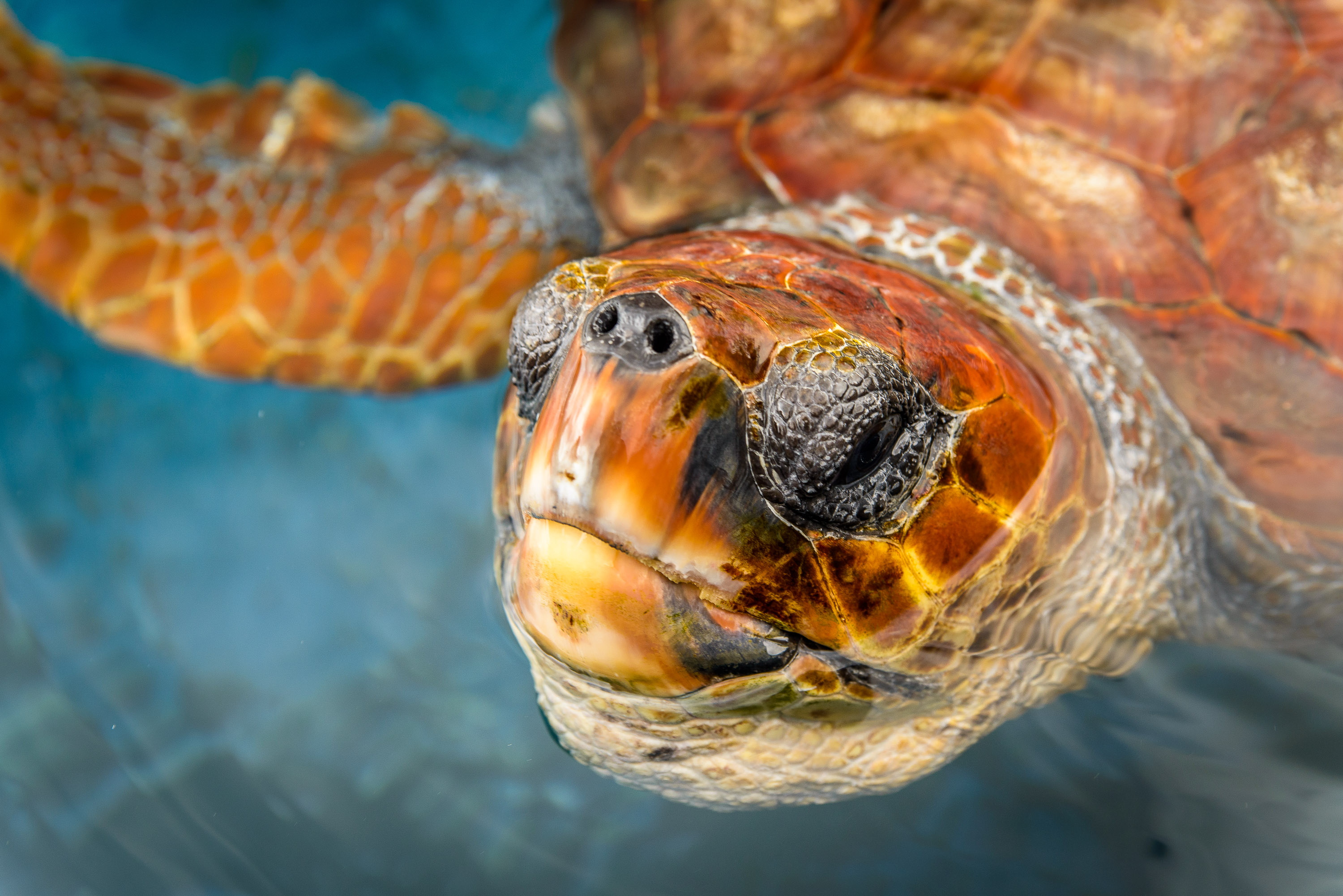 Eine Unechte Karettschildkröte im Pflegebecken der Turtle Nursery am Hafen von Morro Jable.