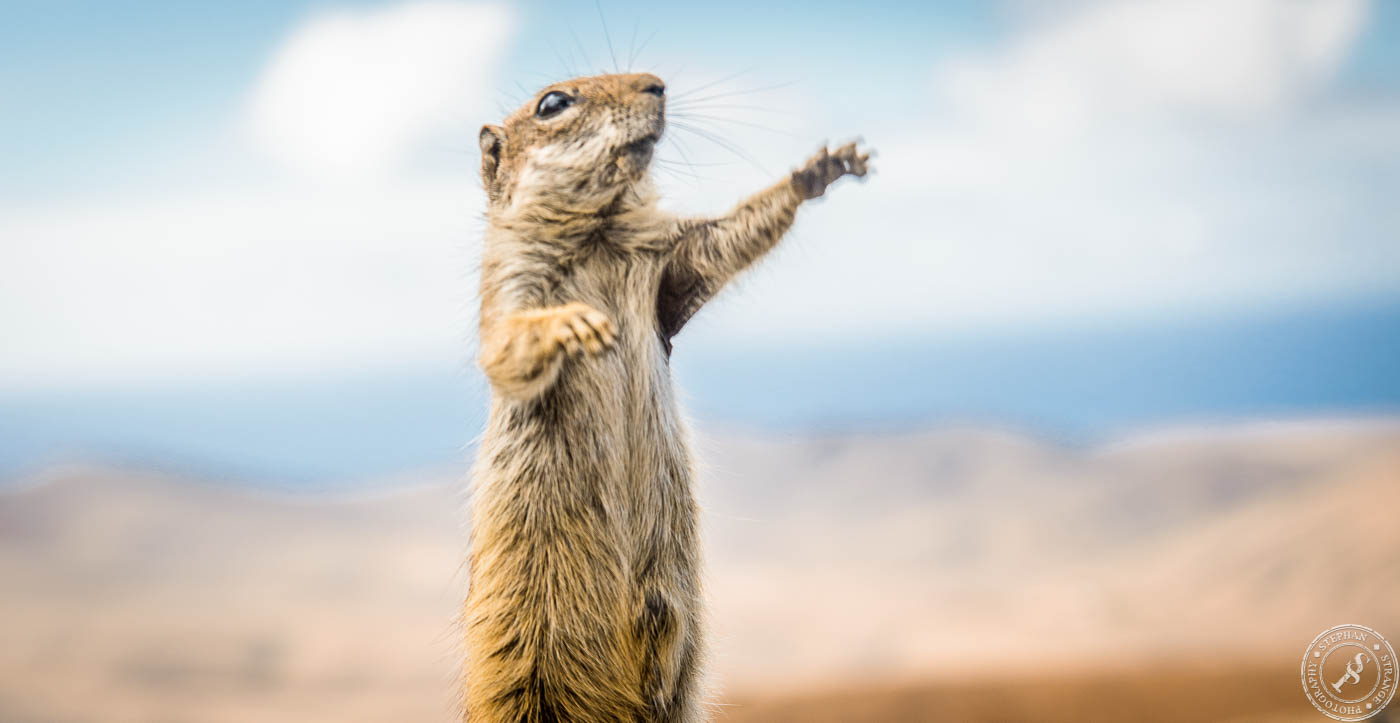 Atlashörnchen // Barbary Ground Squirrel